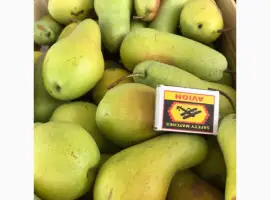 Зображення для оголошення Продам грушу
