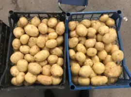 Зображення для оголошення Картопля рівьєра молода