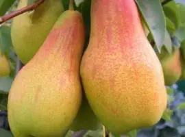 Зображення для оголошення Продам грушу Толгарська красуня до 3т