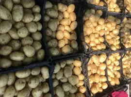 Зображення для оголошення Продам картоплю тільки рівьєра