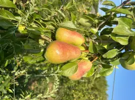 Зображення для оголошення Продам грушу Рікс та Ноябрська