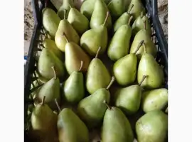 Зображення для оголошення Продам грушу (рікс)