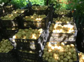 Продам картоплю рів’єра