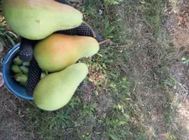 Зображення для оголошення Талгарська красуня