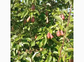 Зображення для оголошення Продам талгарську красуню