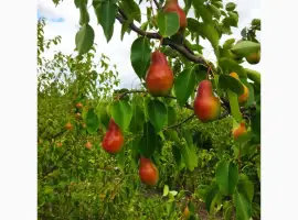 Зображення для оголошення Продам грушку