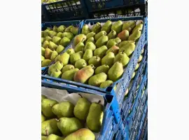 Зображення для оголошення Продам грушу Вільямс