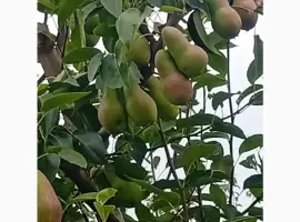 Зображення для оголошення Продав талгарку