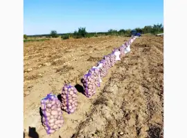 Зображення для оголошення Продам товарну картоплю