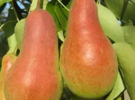 Зображення для оголошення Продам грушу