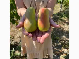 Зображення для оголошення Продам Груша Талгарська красуня