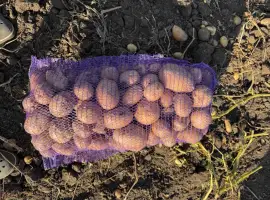 Зображення для оголошення Продам картоплю