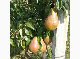 Зображення для оголошення Продам товарну грушу Говерла