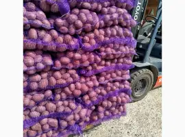 Продам товарну картоплю сорт Санібель