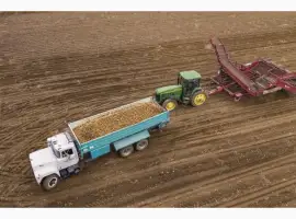 Зображення для оголошення Продам картоплю продовольчу Сумська обл партії для опту і ринку