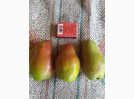 Зображення для оголошення Продам грушу " Талгарська красуня "