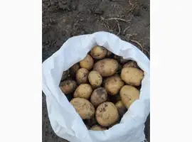 Продам картоплю фермерську Київська обл стабільні обсяги сезон 2026