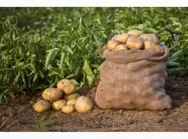 Зображення для оголошення Продам товарну картоплю оптом у сітках Волинська обл великий обсяг