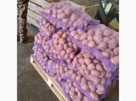 Продам товарну картоплю Беллароза оптом від 20 тонн. Вся Україна