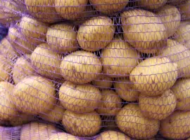 Зображення для оголошення Продам картоплю: оптові партії для складів