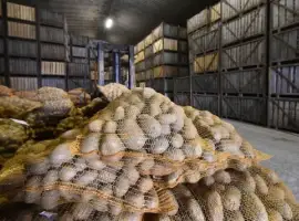 Зображення для оголошення Картопля продовольча опт партії від господарства Рівненська обл