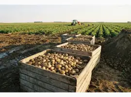 Зображення для оголошення Картопляна біржа: біла картопля