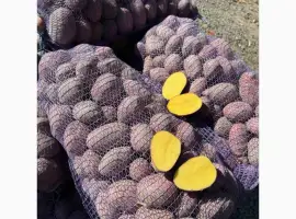 Продам насіннєву картоплю