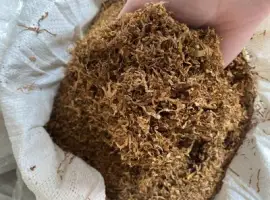 Зображення для оголошення Хароший не прілий не мокрий ферментований табак ЛАПШОЮ