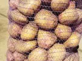 Продам товарну картоплю