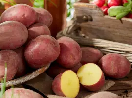 Зображення для оголошення Купуєм товарну та насінневу картоплю по Львівській області
