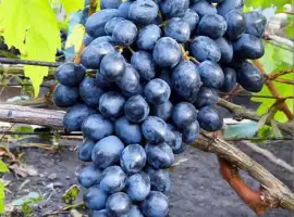 Зображення для оголошення Продам оптом виноград "Молдова"