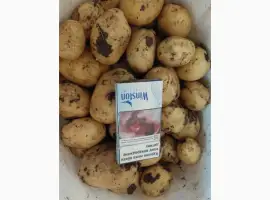 Зображення для оголошення Продам картошку сорт Ревєра