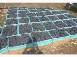Зображення для оголошення Продам виноград Мерло
