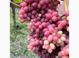Зображення для оголошення Продам виноград оптом