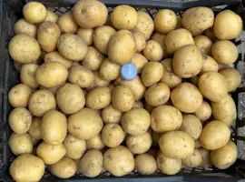 Продам насіннєву картоплю