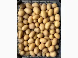 Продам насіннєву картоплю