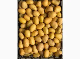 Продам насіннєву картоплю