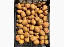Продам насіннєву картоплю