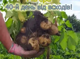 Зображення для оголошення Картопля насіннєва сорт Ривьера Рівєра 2 репродукція