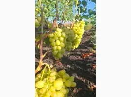Зображення для оголошення Продам свіжий домашній виноград урожаю 2026 року