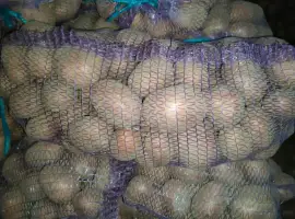 Зображення для оголошення Продам картоплю