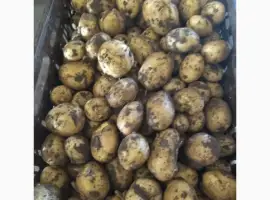 Продам гуртом картоплю