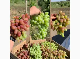 Зображення для оголошення Хозяйство продаст спелый крупный вкусный виноград