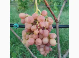 Зображення для оголошення Продам виноград аркадія