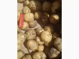 Куплю Молоду картоплю