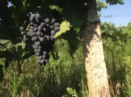 Зображення для оголошення Продам виноград Молдова