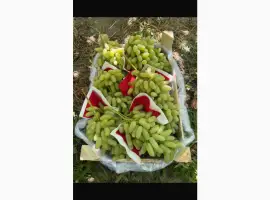 Зображення для оголошення Продам елітні виноград білий пальчик