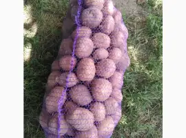 Продам домашню товарну картоплю