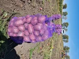 Зображення для оголошення Продам картоблю сорт Белароса Есмі Арізона