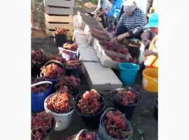 Зображення для оголошення Продам виноград столовых сортов